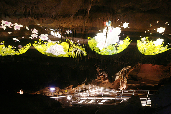 동해의 사계, 반딧불이 등을 감상하는 특수 조명 쇼