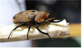 엘라파스코끼리장수풍뎅이. 사진=과천과학관