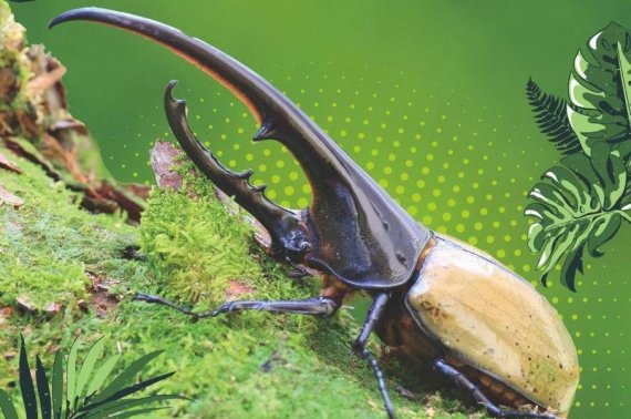 '헤라클레스왕장수풍뎅이'는 세계에서 가장 큰 장수풍뎅이로 몸길이가 17㎝를 넘는다. 애벌레 몸무게는 약 100g으로 우리나라 애벌레보다 3배가량 무겁다. 사진=과천과학관