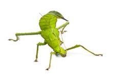 말레이시아 딜라타타가시대벌레. 사진=과천과학관