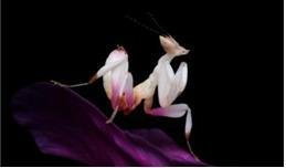 코로나투스꽃잎사마귀. 사진=과천과학관