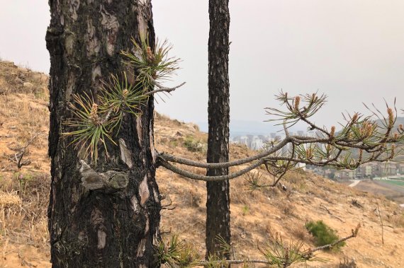 지난 2013년 3월 울산 울주군 언양읍 화장산 일대에서 산불이 발생했다. 이후 6년 지난 올해 불탄 소나무 허리춤에서 여린 가지가 자라나 새로운 삶을 이어가고 있다. “나 살아있다”고 외치는 듯한 모습이다. 주민들에 따르면 이 산에서 불탄 소나무는 대부분 벌목됐다. 정상부근에 이 소나무 두 그루만이 남겨졌는데 지난해 살짝 보일 정도로 싹이 나왔고 올해는 좀 더 자란 모습이다. 그러나 이 두 그루 나무의 주변은 6년 전 상황과 달라진 게 없다. 나무는 잘려나가고 숲은 돌아오지 않았다. /사진=최수상 기자