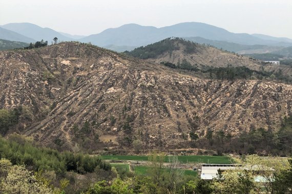지난 2013년 3월 발생한 울산 울주군 언양읍 산불현장. 벌써 6년이 지났지만 나무가 자라지 못하고 있다. 중간에 듬성듬성 검은 띠를 이루는 것은 조림된 나무가 아니라 복구 당시 잘라서 한 곳으로 모아 놓은 불탄 소나무들이다. 주민들은 마치 공동묘지처럼 보인다고 말한다. /사진=최수상 기자