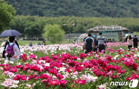 해마다 울산 태화강 국가정원에서 열리고 있는 봄꽃대향연. /사진=울산시
