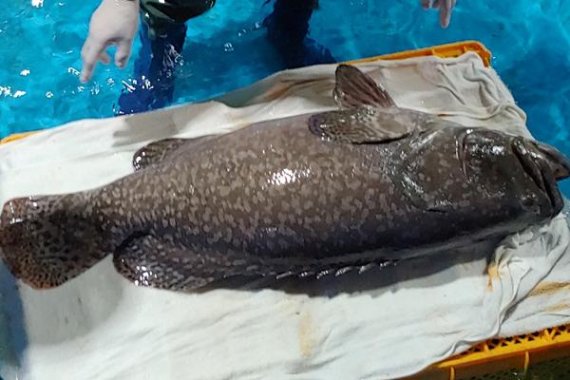 대왕바리(자이언트 그루퍼) /사진=제주도해양수산연구원 제공