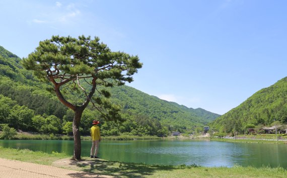 일명 'BTS 소나무'로 불리는 오성제 호수 소나무
