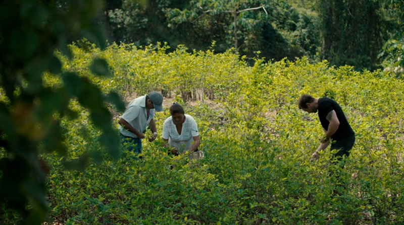 코카나무 재배하는 페루 농민들./출처=넷플릭스 `리얼 나르코스 리포트` 캡처