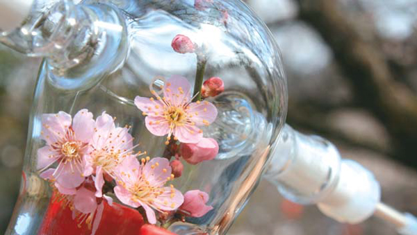 아모레퍼시픽이 살아 있는 꽃에서 향기 성분을 포집하는 과정으로, 매화에서 향을 추출하는 모습. 이렇게 개발한 매화 향을 설화수 제품에 담았다. [사진 제공 = 아모레퍼시픽]