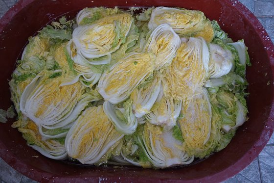 배추를 12시간쯤 절인 상태다. 단면에 뿌린 소금이 아직도 녹지 않고 많이 남아 있다.