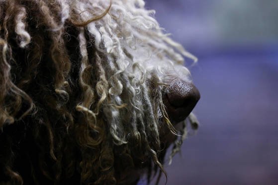 견종 '스패니쉬 워터 독'의 모습. 독일에선 이 견종을 키우는 한 반려인이 강아지세(dog tax)를 내지 않기 위해 자신의 강아지를 양이라고 주장하는 소동이 있었다. [로이터=연합뉴스]