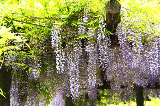 보랏빛 등나무 꽃. [사진 pixabay]