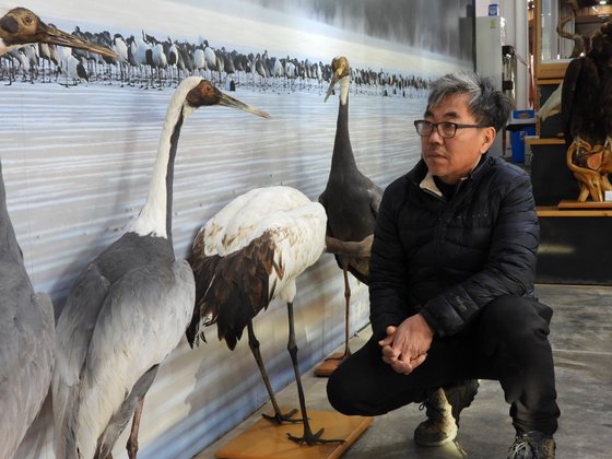 철원 DMZ 두루미 평화타운에서 두루미 표본을 살펴보는 한상훈 박사. 강찬수 기자