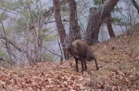 사향노루 수컷 [한상훈 박사 영상 캡쳐]