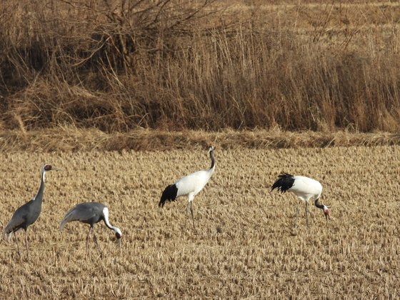 철원 평야의 재두루미(왼쪽 두마리)와 두루미. 강찬수 기자