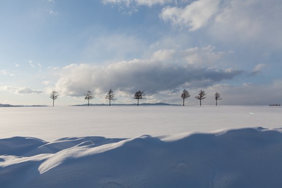 홋카이도에는 그림엽서처럼 언덕에 나무가 서 있는 풍광이 유독 많다. 아바시리 '메르헨 언덕'도 뒤지지 않는다. 일곱 그루 낙엽송이 보리밭 뒤편에 서 있다. 최승표 기자