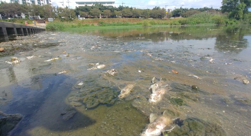 지난해 8월 16일 오전 전북 전주시 완산구 삼천변에 물고기 수천마리가 죽어 있다.   전북환경운동연합은 폭염으로 수온이 상승한 상태에서 전날에 내린 비로 주변의 비점오염원들이 삼천에 대거 유입돼 물고기가 폐사했다고 밝혔다. [연합뉴스]