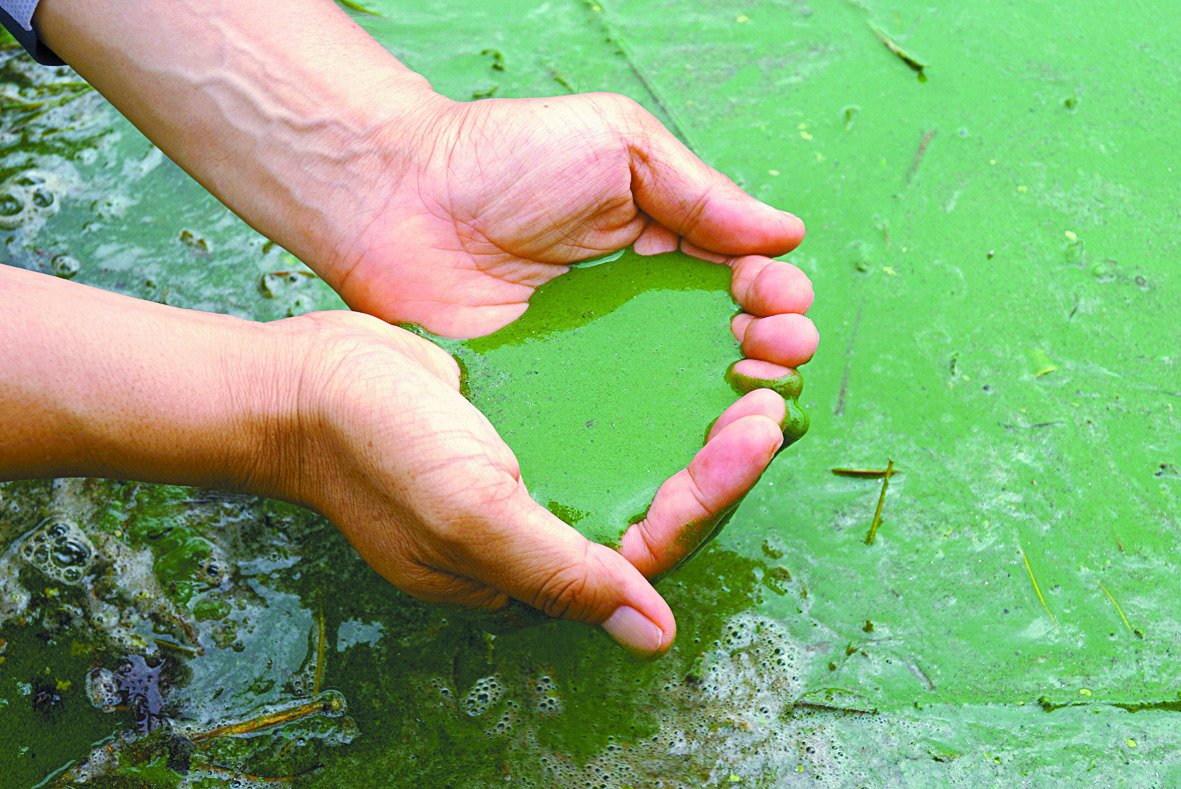 대구 달성군 구지 오토캠핑장 인근 낙동강에서 발생한 녹조.[중앙포토]