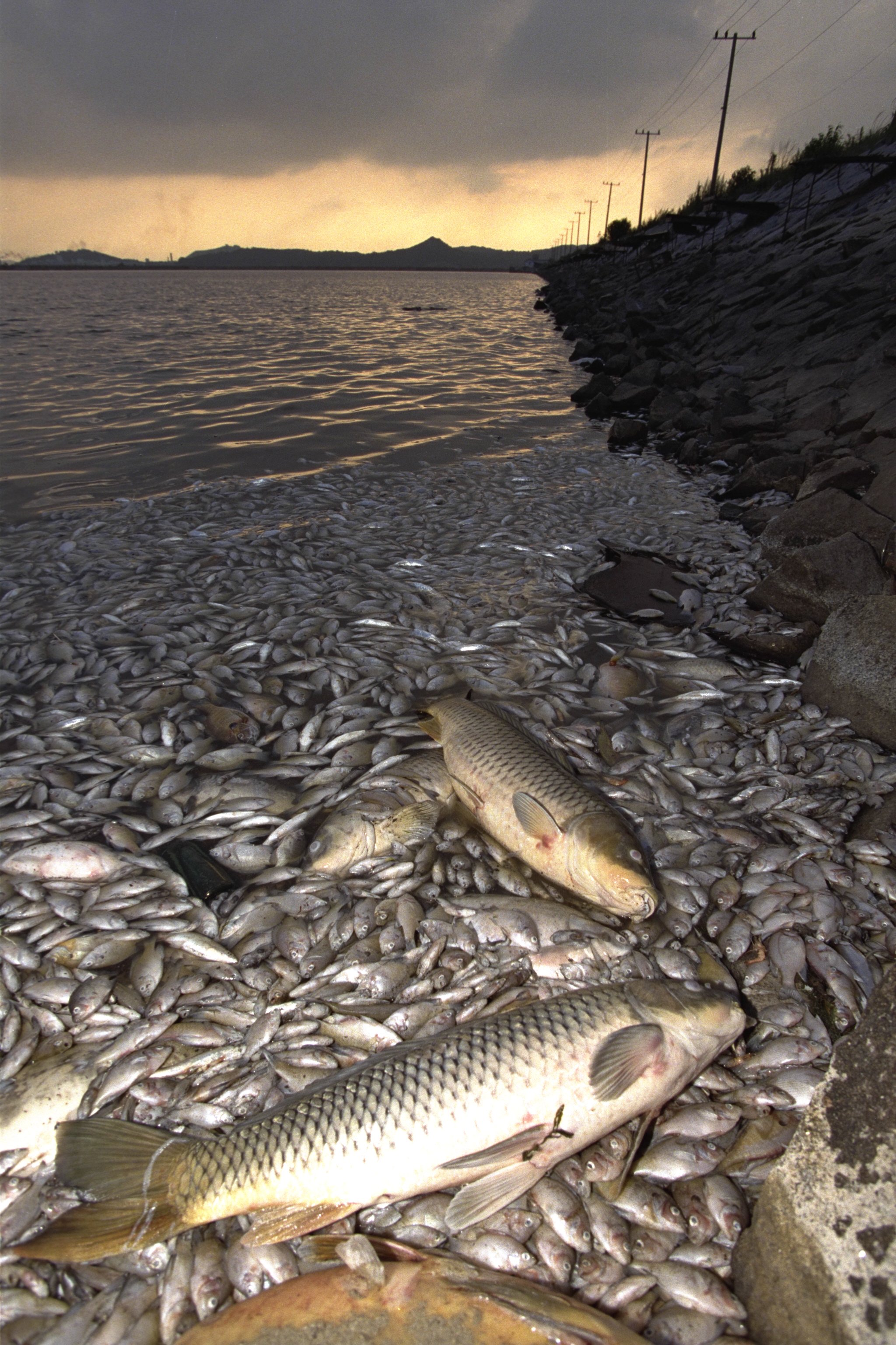 산소 부족으로 집단 폐사한 저수지 물고기. [중앙포토]