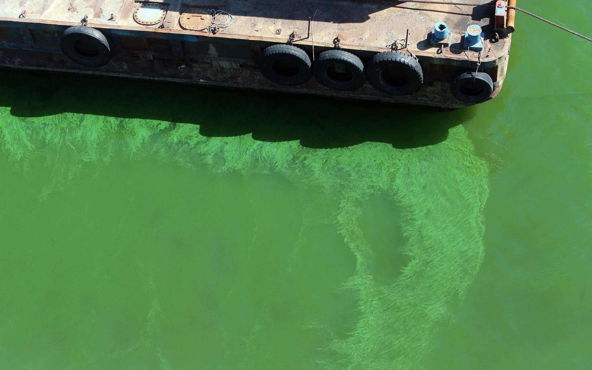 지난해 8월 부산 북구 강변도로 일대 낙동강 유역이 녹조현상으로 초록빛을 띠고 있다. [연합뉴스]