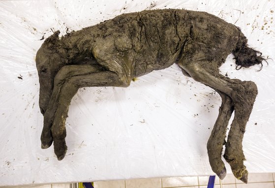 지난해 8월말 러시아 북동연방대 등 공동연구진이 러시아 베르호얀스크 지방의 한 분화구에서 발견한 망아지의 사체. 약 4만년 전의 것으로 추정되며 연구진은 올해 2월 말에는 부검 중 망아지의 혈액 샘플을 확보했다. 특히 해당 종은 '레나'로 현재는 멸종한 것이어서 혈액 속 DNA를 이용한 복원작업이 가능할지 과학계의 주목을 받고 있다. [AP=연합뉴스]