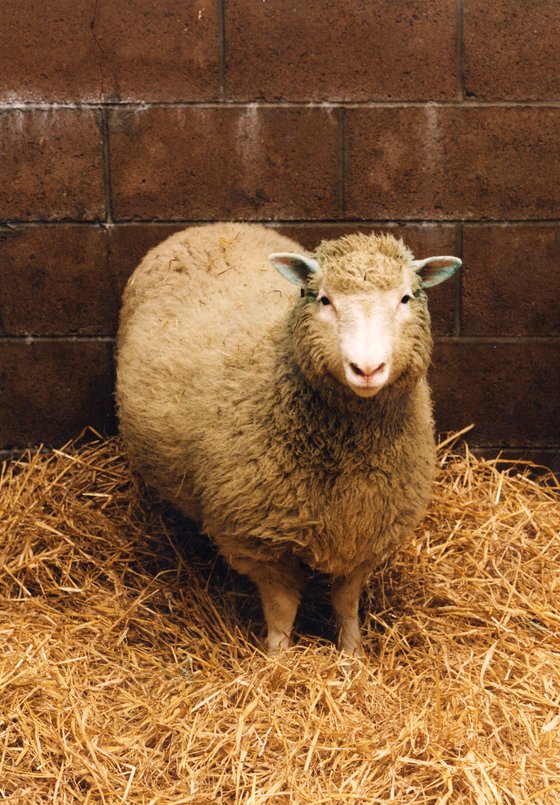 복제양 돌리는 체세포 핵 치환 기술로 태어난 첫 번째 동물이다. 살아있는 동물의 체세포 핵은 유전정보를 온전히 간직하고 있는 것과 달리, 화석이나 사체의 체세포 핵은 손상 가능성이 높아 해당 기술을 이용한 종 복원은 쉽지 않은 상황이다. [중앙포토]