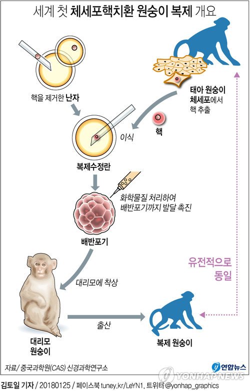 중국 연구진은 체세포핵 치환기술(SCNT)을 이용해 세계 최초로 원숭이 복제에 성공했다. 2018년 1월의 일로, 영장류로서는 이번이 처음이다. [그래픽제공=연합뉴스]