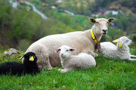 스토르세테르 폭포로 가는 산길에 만난 양 가족. 백종현 기자