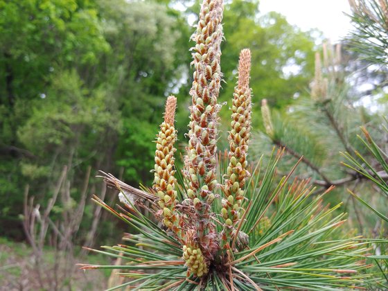 송화가루를 내는 '소나무 꽃'. [중앙포토]