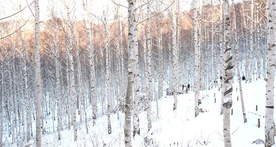 강원도 인제군 원대리 자작나무숲. 자작나무는 참나무목 자작나무과로, 알레르기 유발성이 강한 편이다. 곧게 뻗는 줄기와 흰 껍질로 '나무의 여왕'이라는 별칭도 갖고 있다. 최근 도심 일부지역에 조경수로 쓰이고 있다. [중앙포토]