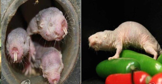 벌거숭이 두더지쥐는 몸길이 8cm의 볼품없는 외모를 가졌지만, 보통 쥐에 비해 5~10배를 산다. [연합뉴스]