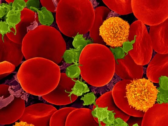 노화세포는 젊을 때는 면역체계에 의해 잘 제거되지만, 나이가 들면서 면역 기능이 떨어지며 노화세포도 체내에 잘 축적되는 것으로 알려졌다. UNIST 연구진은 염증을 일으키는 노화세포를 제거하는 물질을 찾아냈다. [중앙포토]