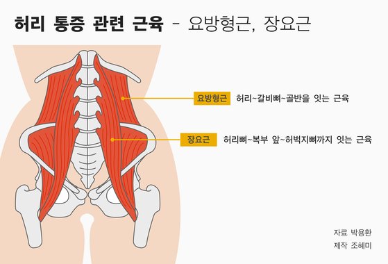 허리 통증에 관련된 근육인 요방형근과 장요근. [자료 박용환, 제작 조혜미]