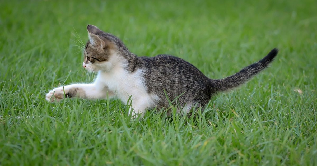 미국 뉴욕주가 고양이 발톱을 제거하는 수술을 법으로 금지할 계획이다. [사진 픽사베이]