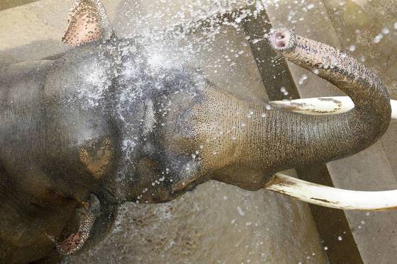 더위에 지친 대구 달성공원 코끼리가 시원한 물줄기를 맞고 있는 모습. [중앙포토]