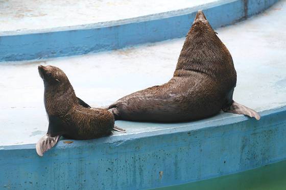 달성공원 물개가 그늘막 아래 쉬고 있는 모습. [중앙포토]