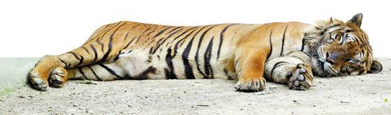 여름 달성공원 호랑이가 그늘에 누워 쉬고 있는 모습. [중앙포토]