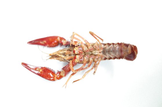 미국가재(배쪽) [사진 국립생태원]