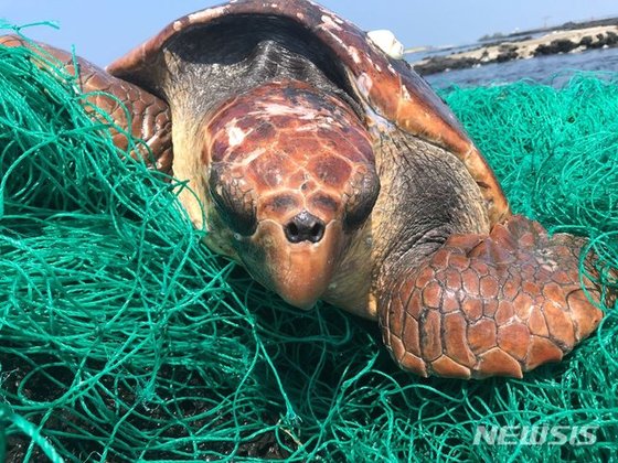24일 오후 제주시 구좌읍 하도리 굴동포구 인근 해안가에서 발견된 붉은 바다거북. [사진 서귀포해양경찰서 제공]