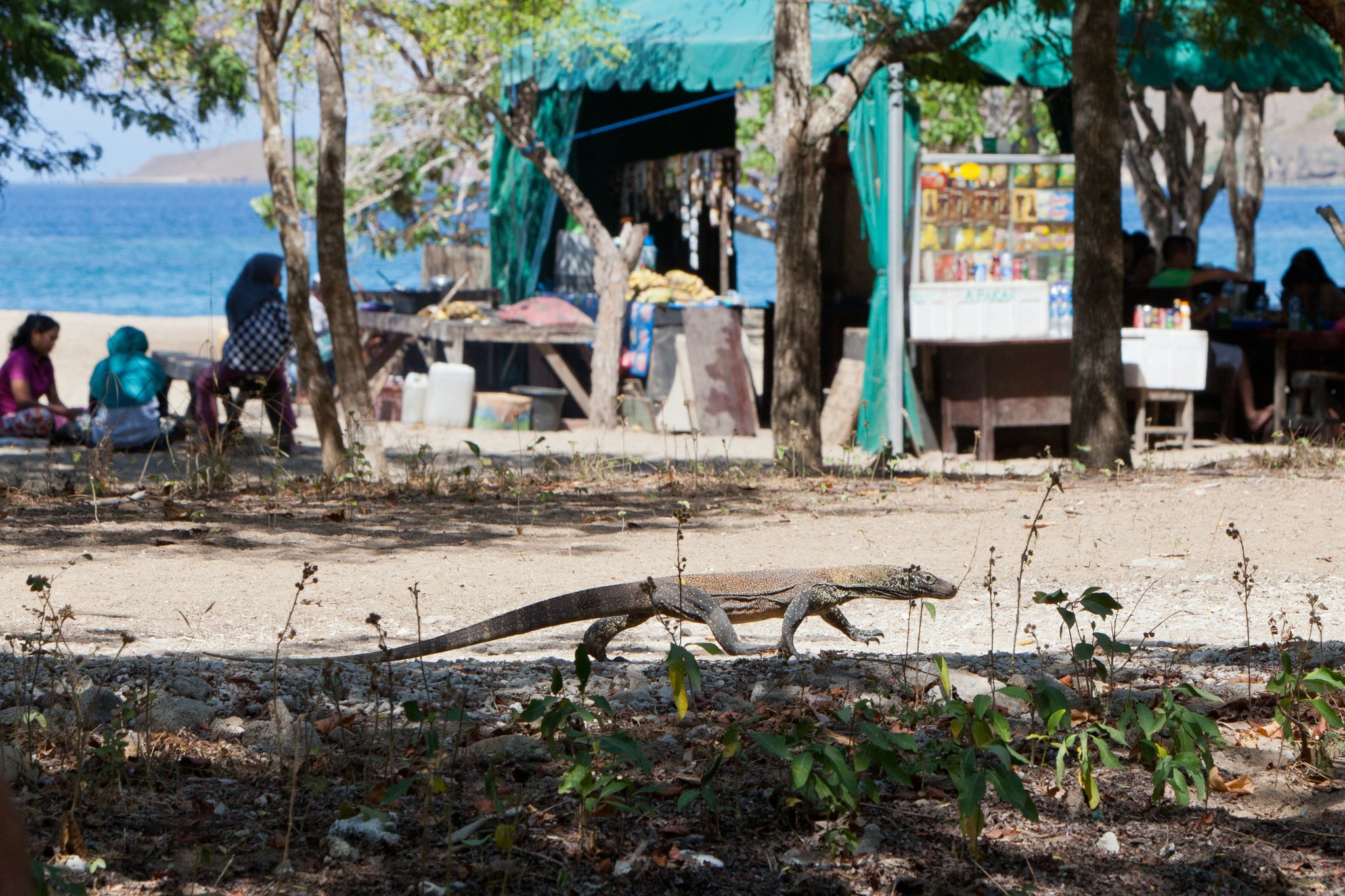 코모도 섬에는 멸종위기종인 코모도왕도마뱀이 약 1700마리 산다. 해변을 어슬렁거리는 새끼 코모도왕도마뱀. 최승표 기자