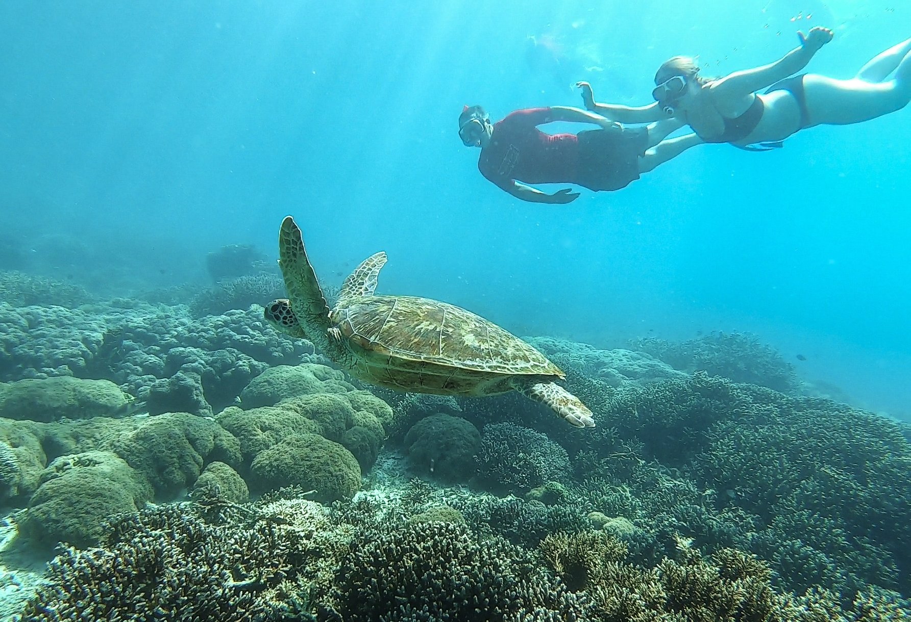 코모도 국립공원 바다에는 거북이 많이 산다. 스노클링, 스쿠버다이빙을 하며 여러 차례 만났다. 최승표 기자