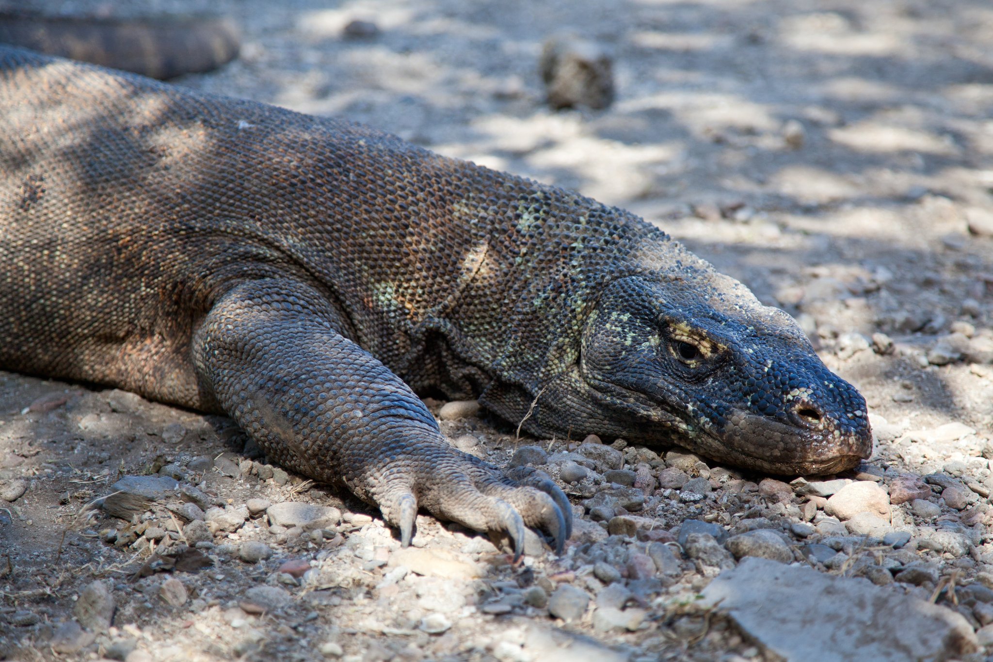 코모도왕도마뱀은 제 몸보다 큰 포유류를 먹고는 한 달 간 굶는다. 배가 부르면 소화시키느라 잘 움직이지 않는다. 최승표 기자
