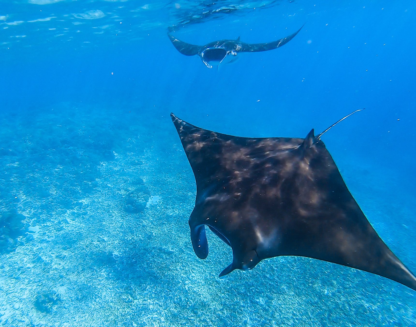 스노클링을 하다가 만난 만타 가오리. 큰 녀석은 좌우 지느러미 길이가 5m가 넘는다. 최승표 기자
