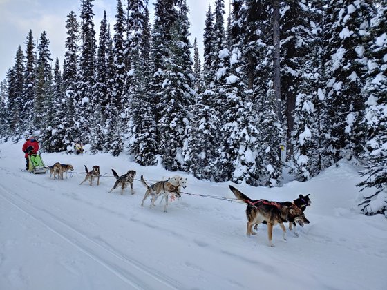 힘 좋은 허스키와 한몸이 되어 눈밭을 질주하는 개썰매 체험이야말로 로키 겨울 여행의 매력이다. [사진 캐나다관광청]