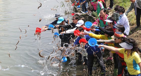 2013년 부산 수영강체육공원에서 모기퇴치 미꾸라지 방류행사를 진행하고 있다. [중앙포토]