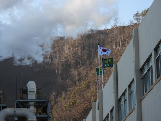 석포제련소에서는 공장 주변 소나무가 말라죽은 상태다. [중앙포토]