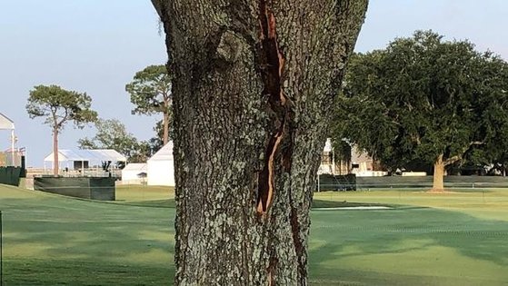 나무는 번개에 맞고 갈라졌다. [사진 미국골프협회]
