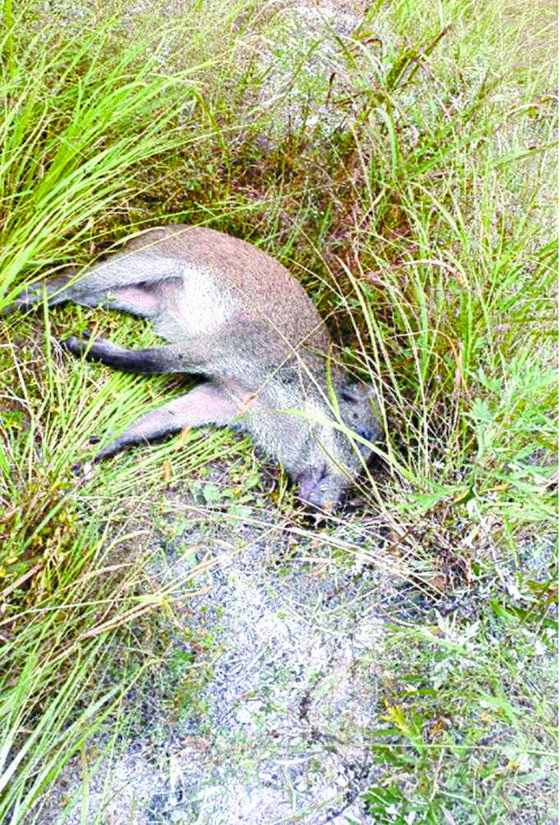 지난 2일 아프리카돼지열병 바이러스가 발견된 멧돼지 폐사체