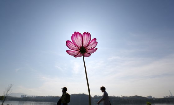 전국적으로 완연한 가을 날씨를 보인 16일 오전 경기도 구리시 구리한강시민공원에 코스모스가 활짝 피어 있다. 18일 전국이 대부분 맑은 날씨를 보인 가운데 동남쪽을 중심으로 일부 지역에 비가 내렸다. [연합뉴스]