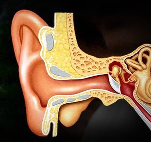 귀의 구조 [중앙포토]