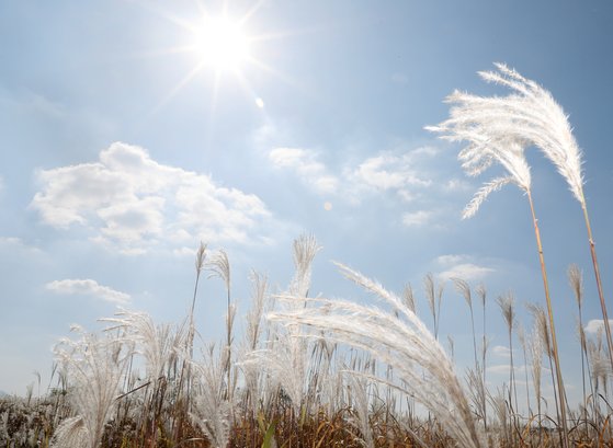 맑은 가을 날씨를 보인 30일 전북 익산시 만경강 일원에서 파란 하늘 아래 억새가 가을 햇살을 받고 있다. 기상청은 다음 달 2일까지 전국이 대체로 맑겠다고 예보했다. [뉴스1]